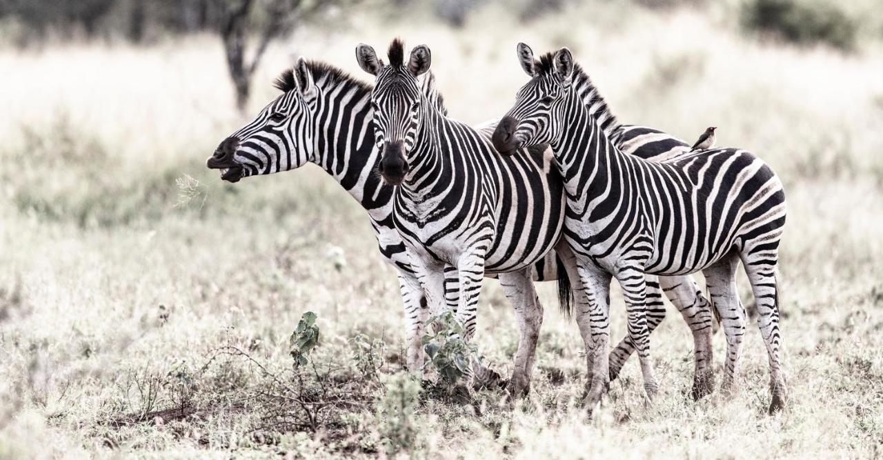 Rhino Sands Safari Camp Manyoni Private Game Reserve Exterior photo